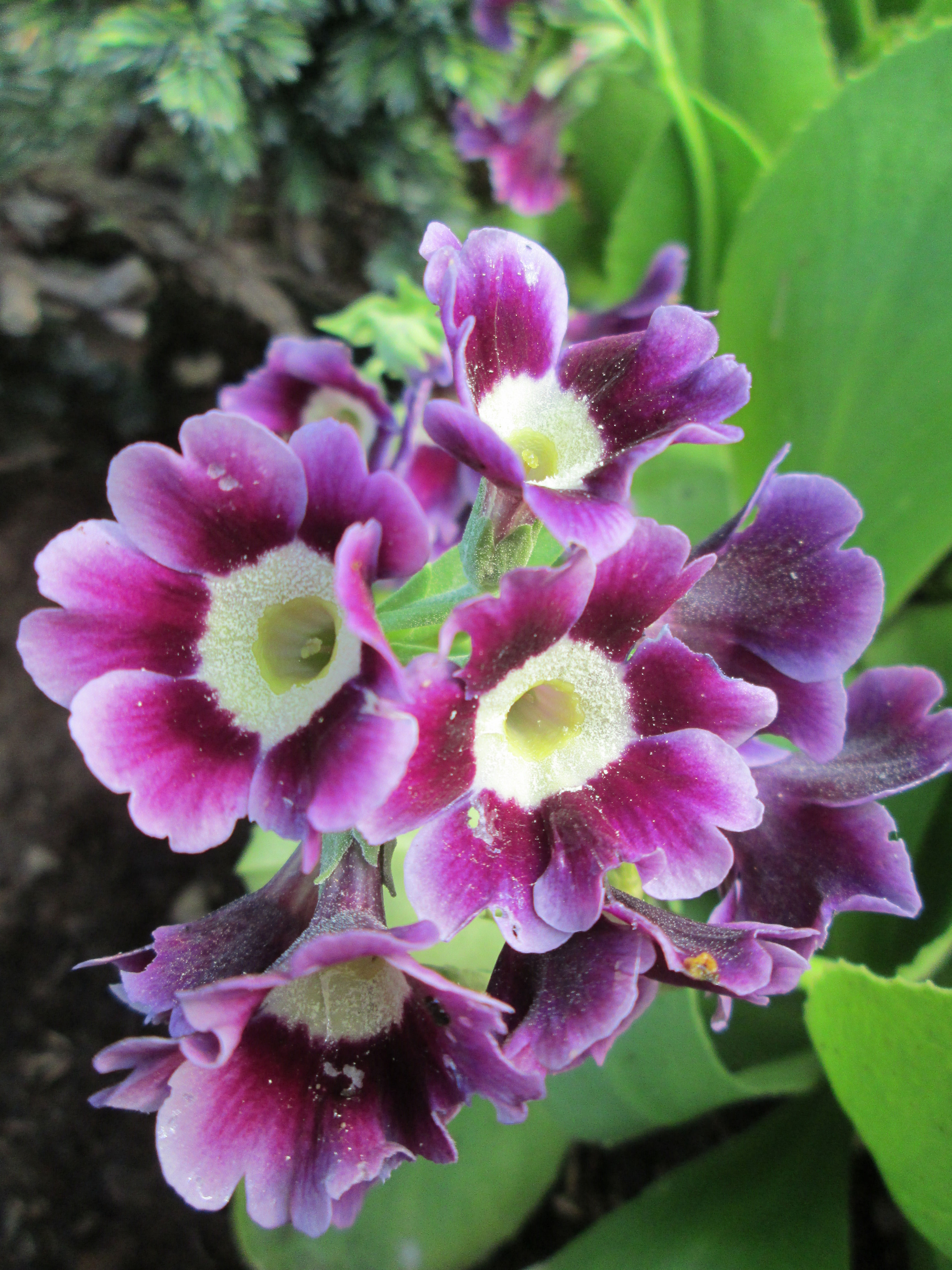 Aed kõrvikpriimula mix  (Primula auricula)