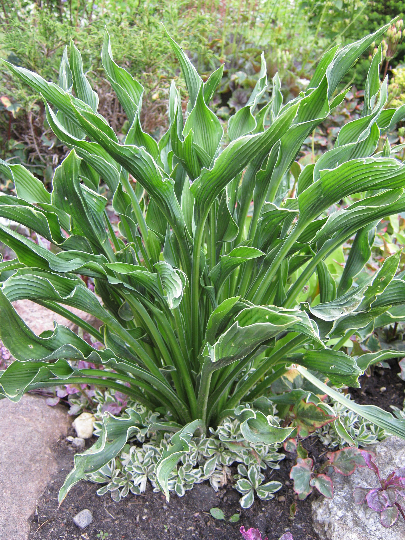 Hosta "Praying Hands"