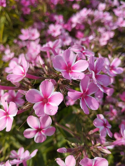 Floks 'Early Pink Pinwheel' (Phlox paniculata)