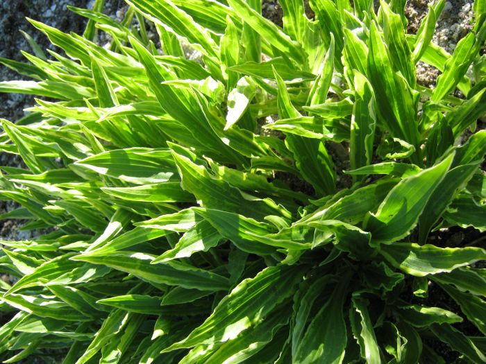 Hosta 'Stiletto'