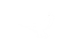 The Kati Roll Company