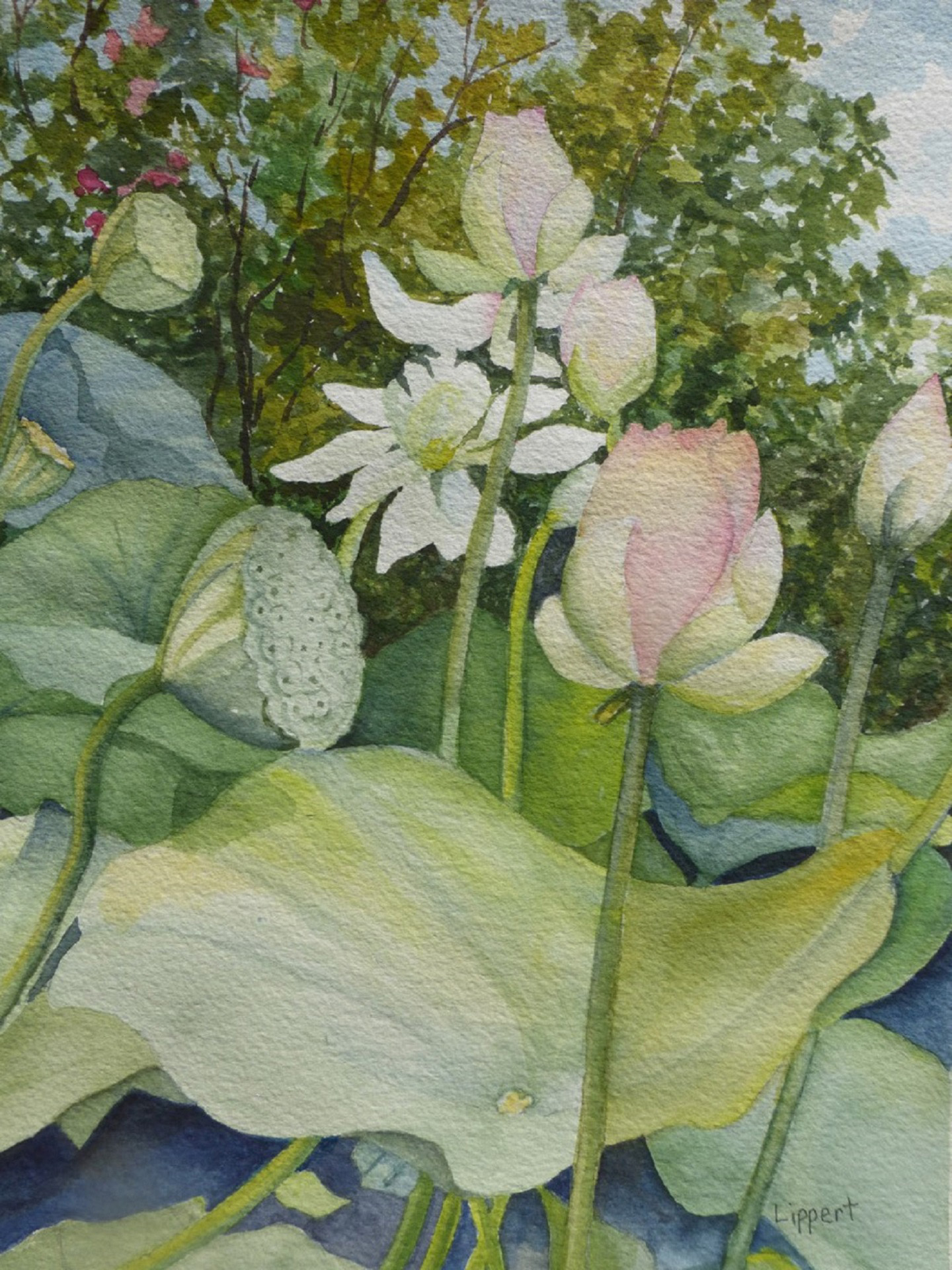 Linda Lippert
