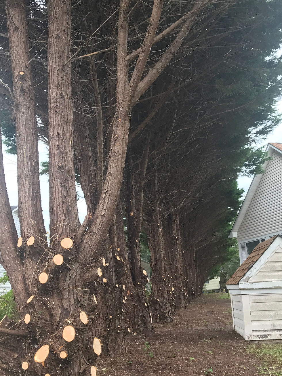 Pine trees trimmed