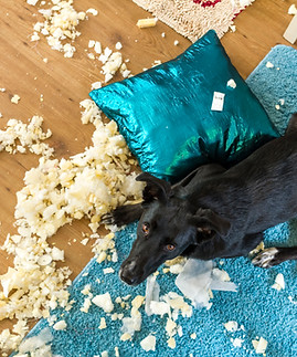 Tierhalterhaftpflichtversicherung Großostheim - Integer-Gruppe Großostheim - Über 30 Jahre Erfahrung und über 20.000 Kunden.