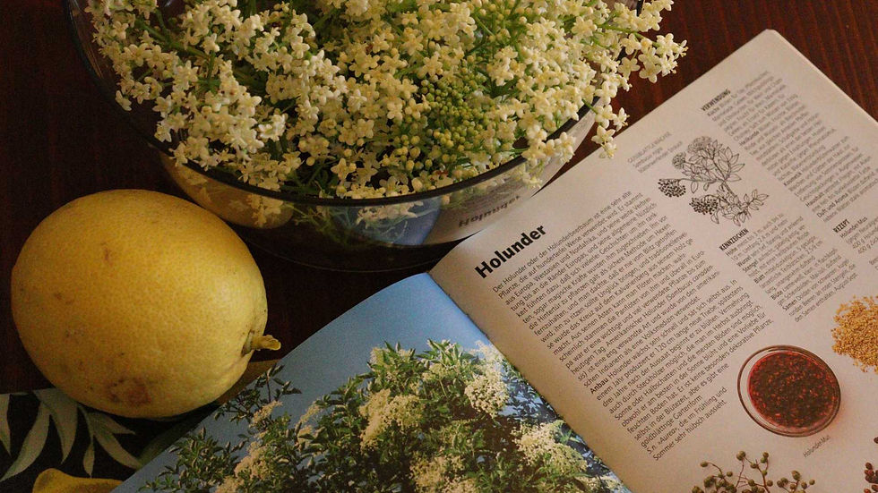 Sabugueiro é um ótimo fitoterápico que combate gripes e sinusites.