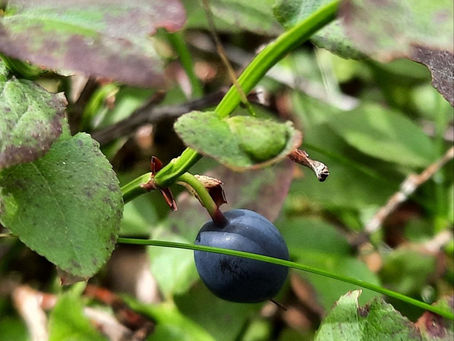 Blaubeeren