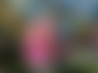 Весна пришла в Белладжио. Лас-Вегас расцветает!