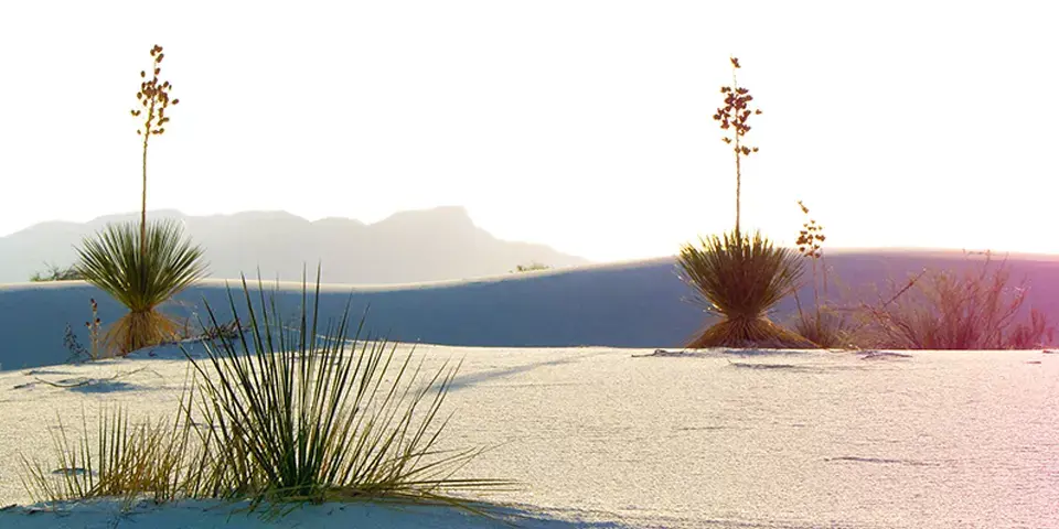 WHSA_Soap_Tree_Yuccas_banner_1.webp
