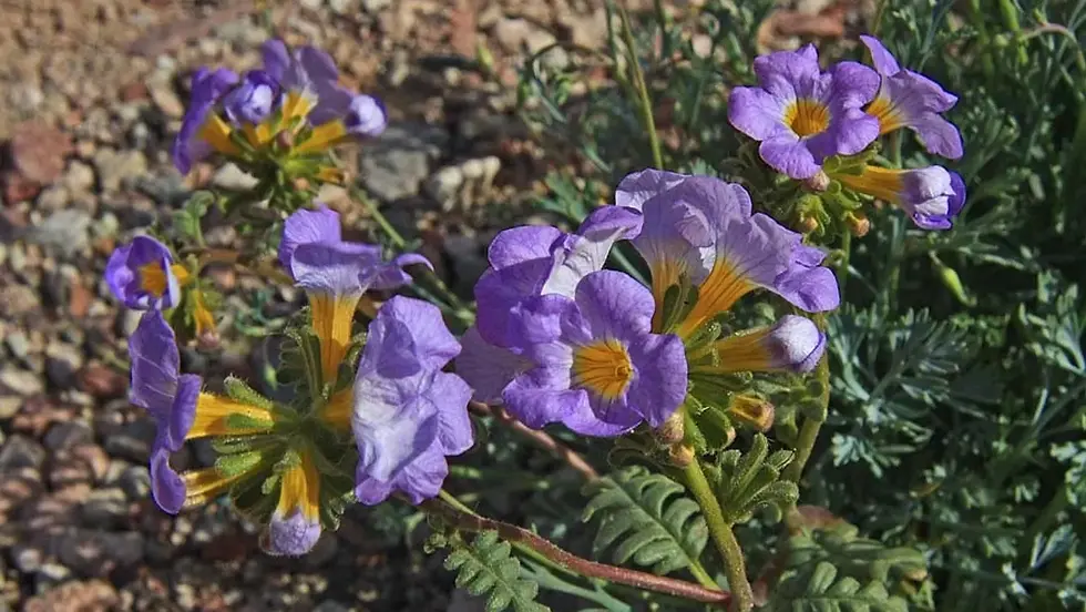 Цветение полевых цветов в Долине Смерти