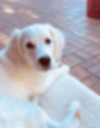 nala4_edited