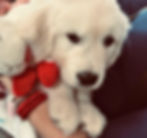 nala2_edited