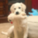 nala6_edited