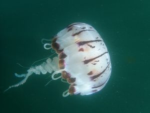 Purple-striped Jelly, sup examiner, earth day, paddling