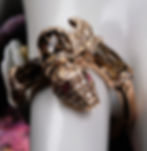 Thumbnail: NEW Bellarri "Royal Python" 14K RG Smoky Quartz Sapphire Diamond Ring