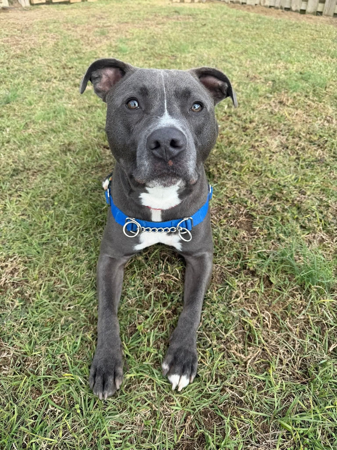 Adopt Percy