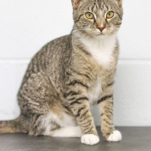 Brown and grey tabby cat