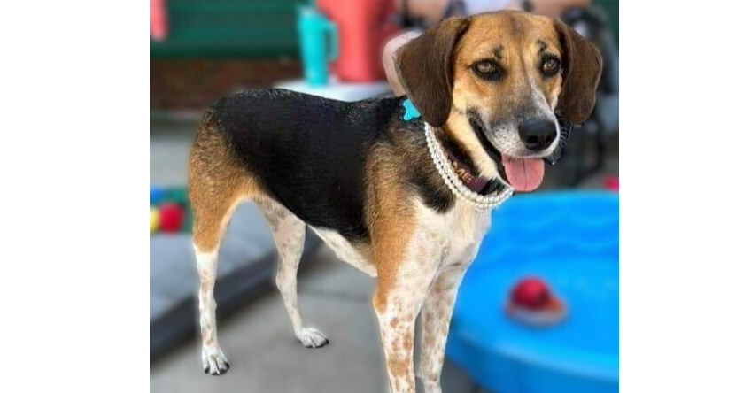 Hound Mix