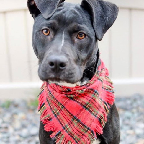 Black hound mix with flopped over ears