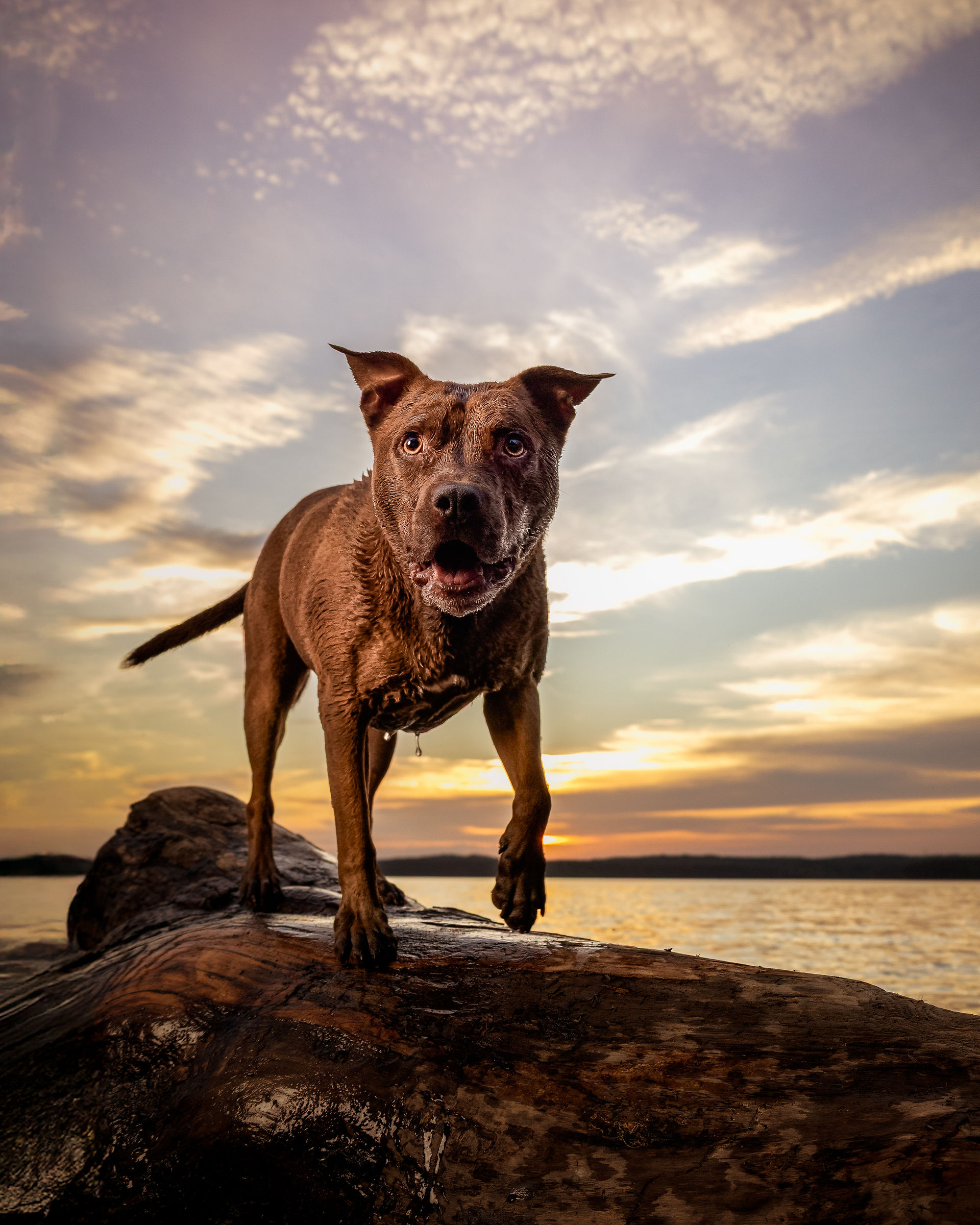 Picture of a dog mid-stride on a rock with a body of water in the background
