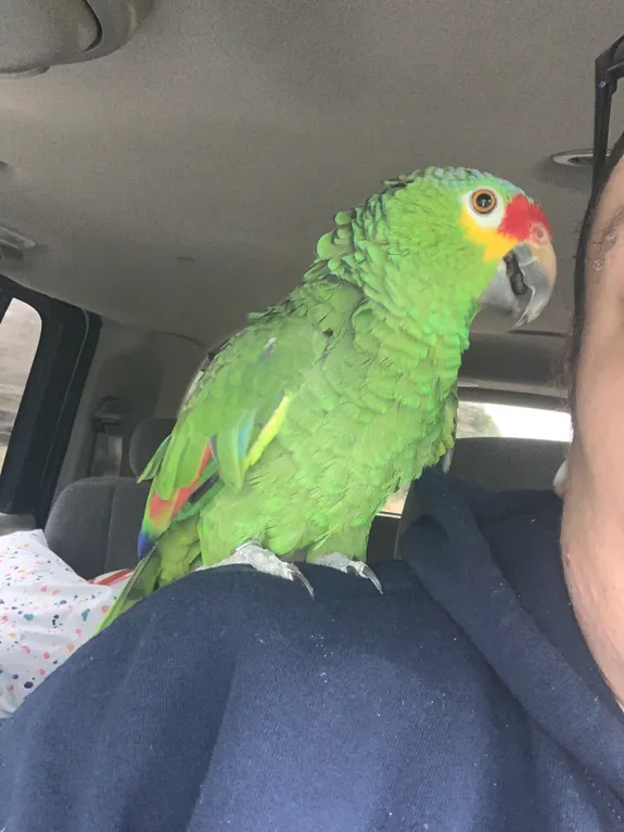 Exotic bird on shoulder