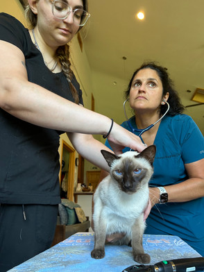 Dr. Hughes listening to a cat's heart in home