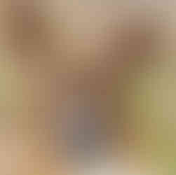 Brown and white medium sized dog