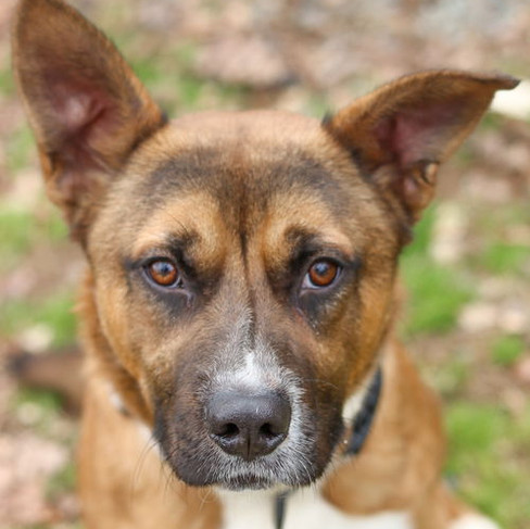 Brown and white medium sized dog