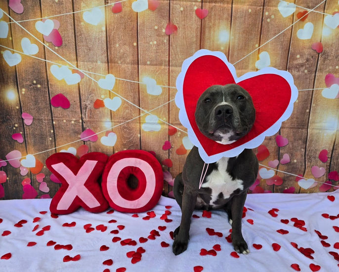 XO Percy