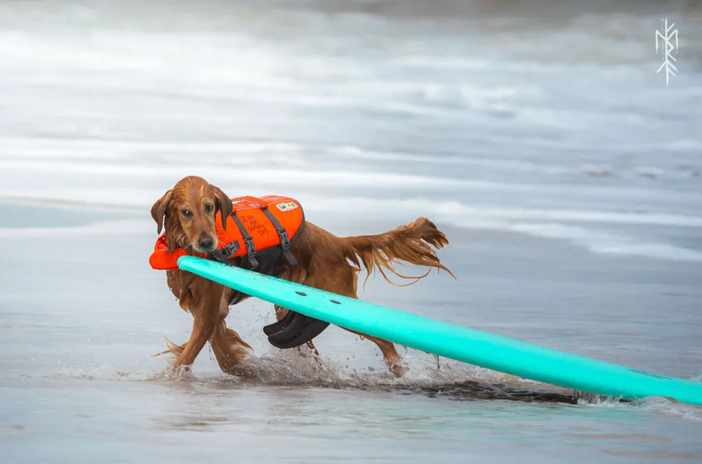 Red dog dragging surfboard on shore