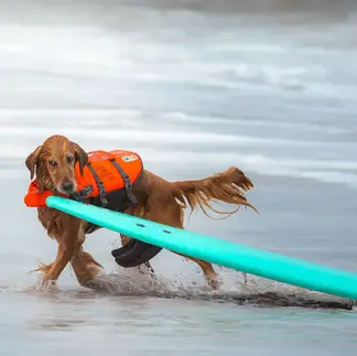 Red dog dragging surfboard on shore