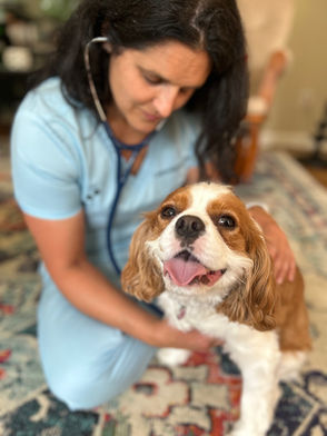 Dr. Hughes performing house call check up on dog