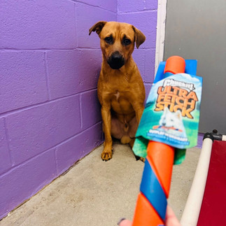 Offering a brown dog a Chuckit! ultra fetch stick in the shelter