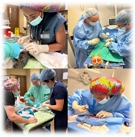 Animal Aid Alliance Spay Neuter