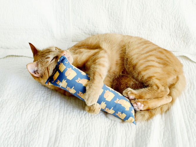 Orange cat kicking an orange-cat-themed kicker