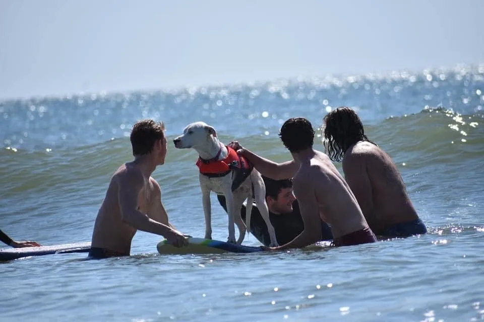 Group of five guys getting pup comfortable on the waves by holding the board with the dog on it