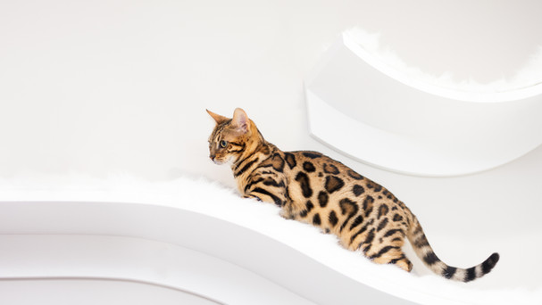 Beautiful leopard patterned cat on white background