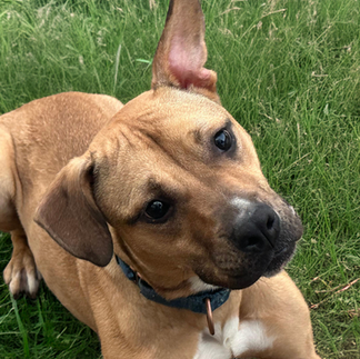 Adoptable Little brown American Staffordshire Terrier & Belgian Shepherd / Malinois Mix