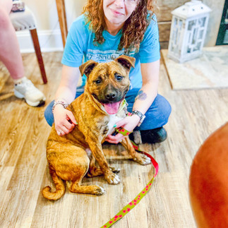 Brindle pup and volunteer/foster