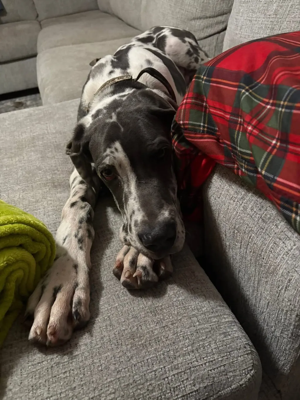 Black and white spotted dog relaxing on couch
