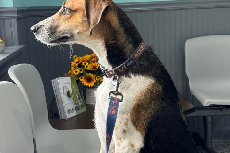 Hound Mix