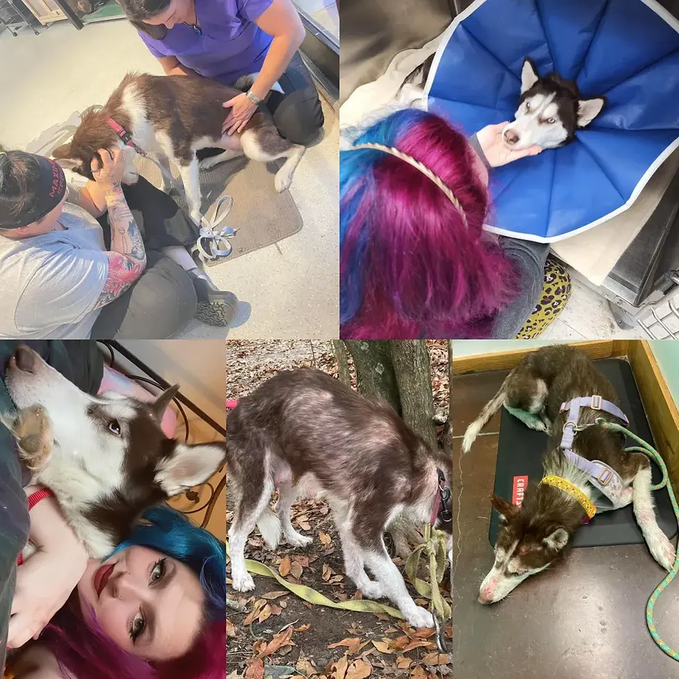 A husky being helped by vets to recover from abuse