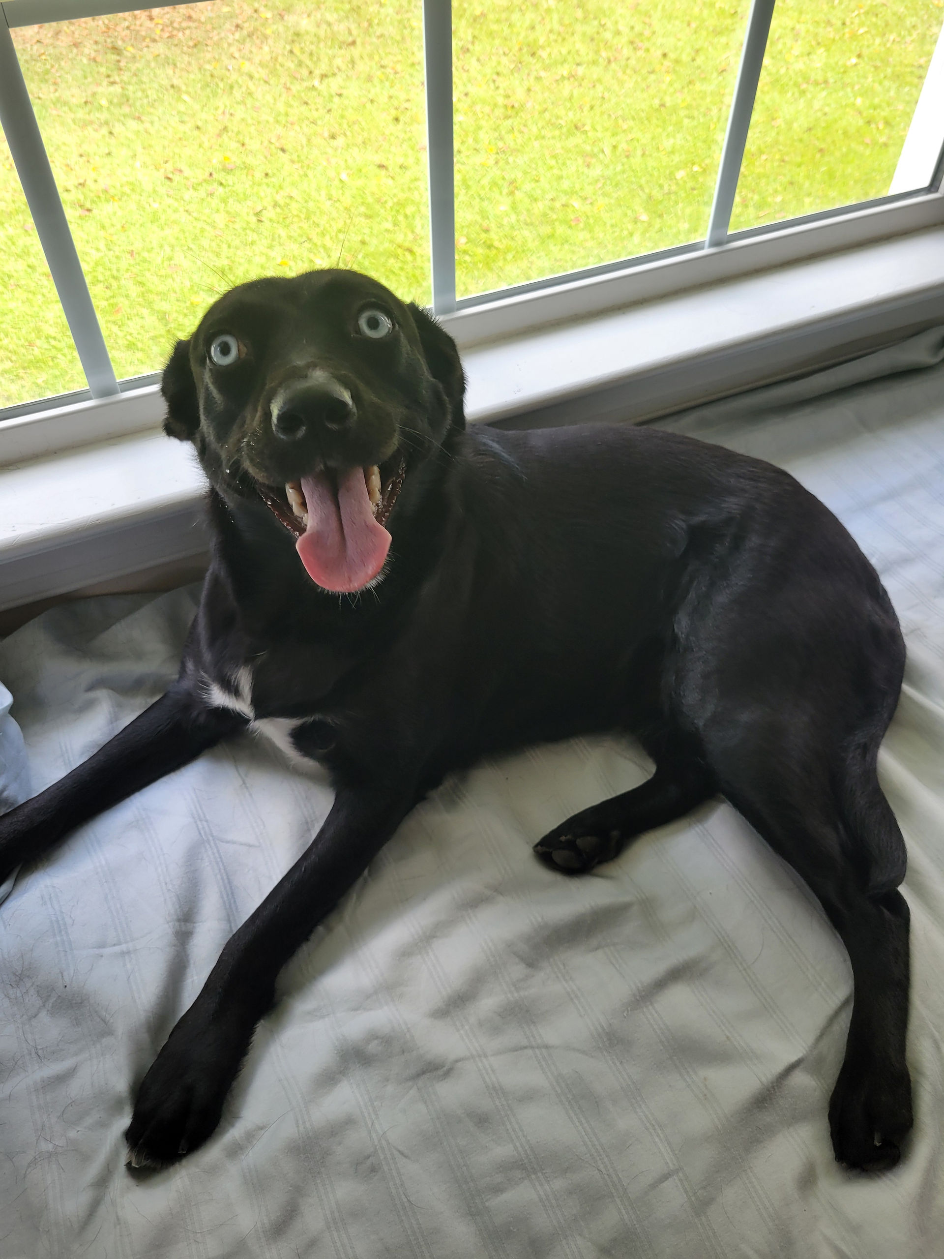 Black dog with stunning eyes after nail trim