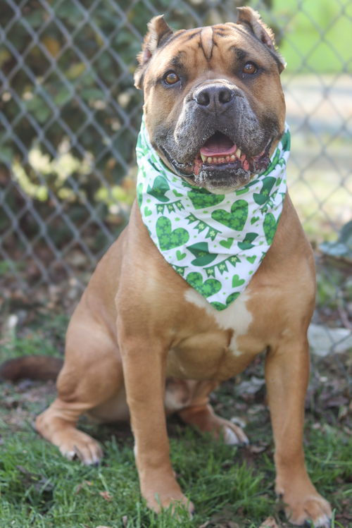 A brown Cane Corso Mastiff mix wearing a St. Patrick's day themed bandana smiling for the camera