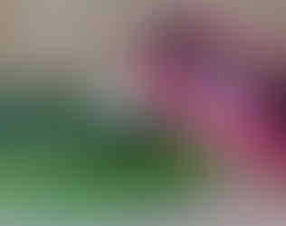 collars with hot pink and bright green flames