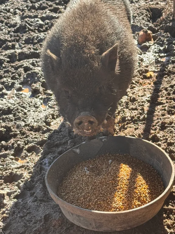 Pig snacking on some food
