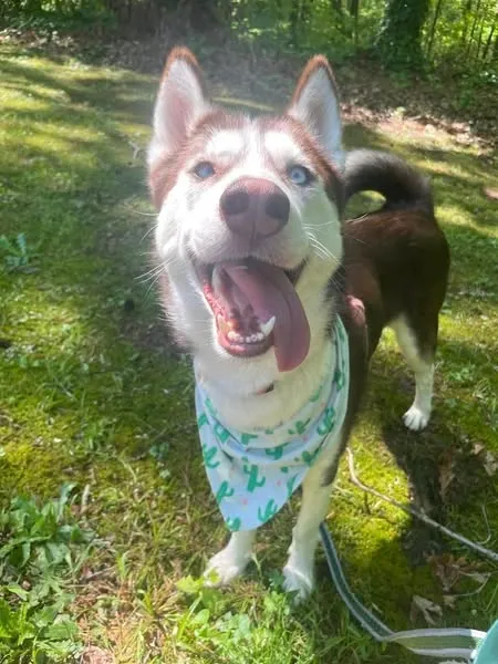 Husky Koopa Troopa smiling at camera with her tongue out wearing a cactus bandana