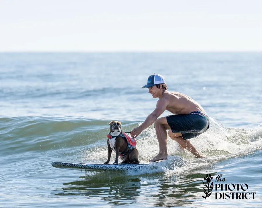 Dog sitting on board with surfer in a crouch