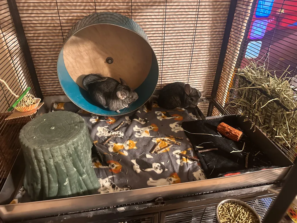 Chinchillas running on a chinchilla wheel, hanging out