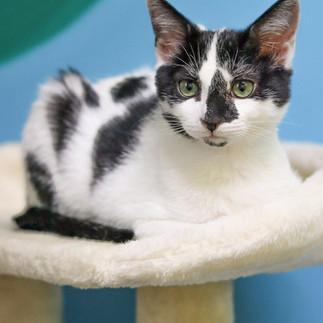 Black and white cat with green eyes loafing on a cat tower