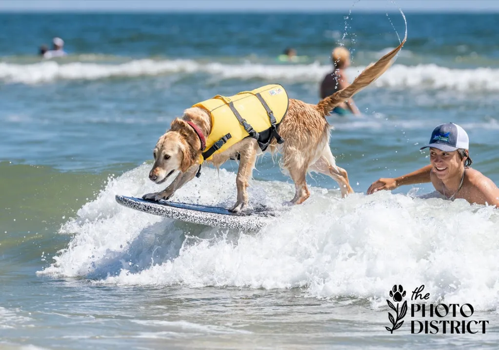 Yellow lab surfing